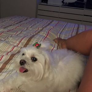 Meet your Posher, Lili